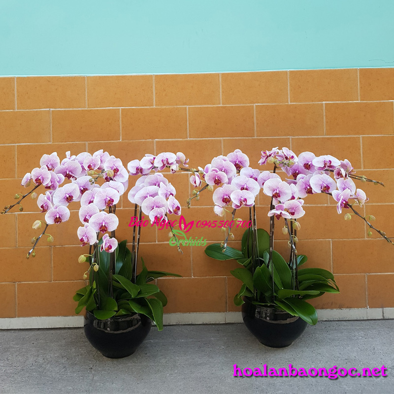 Chậu lan hồ điệp 6 cành mang nhiều tài lộc