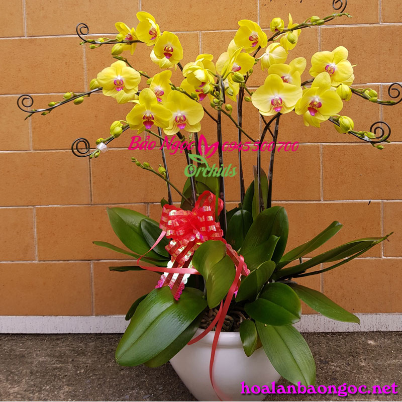 Hoa phong lan vàng phòng khách