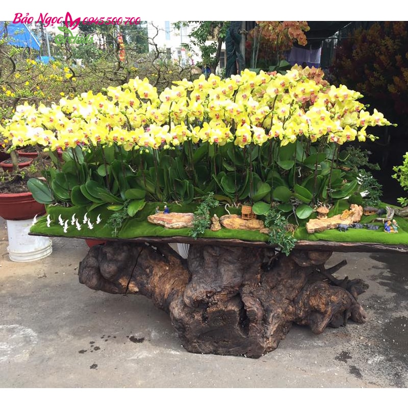 Chậu lan hồ điệp bonsai 79 cành như một chiếc thuyền rồng chở đầy tài lộc thịnh vượng HDV-7902