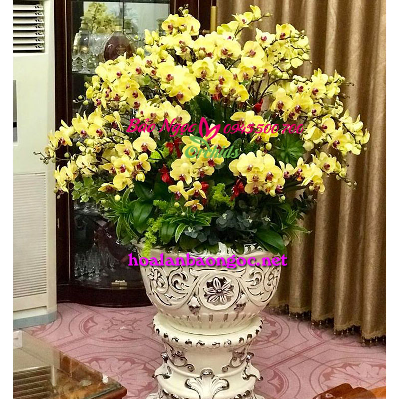 Chậu hoa lan hồ điệp vàng chúc Tết Sếp tại Tp. Nha Trang, Khánh Hòa