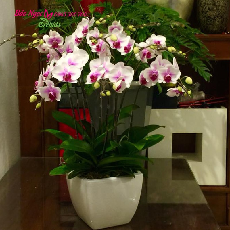 chậu lan hồng 9 cành, hồ điệp hồng ghép chậu, chậu lan hồ điệp má hồng HDH-0901