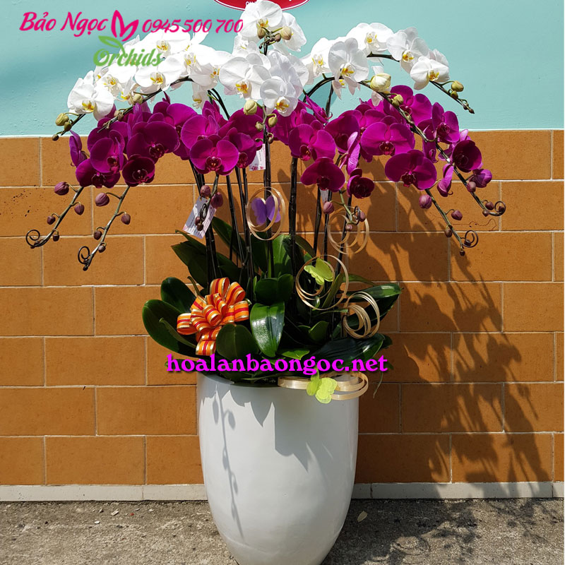 Hoa phong lan trang trí văn phòng nhân ngày Báo chí Việt Nam 21/6