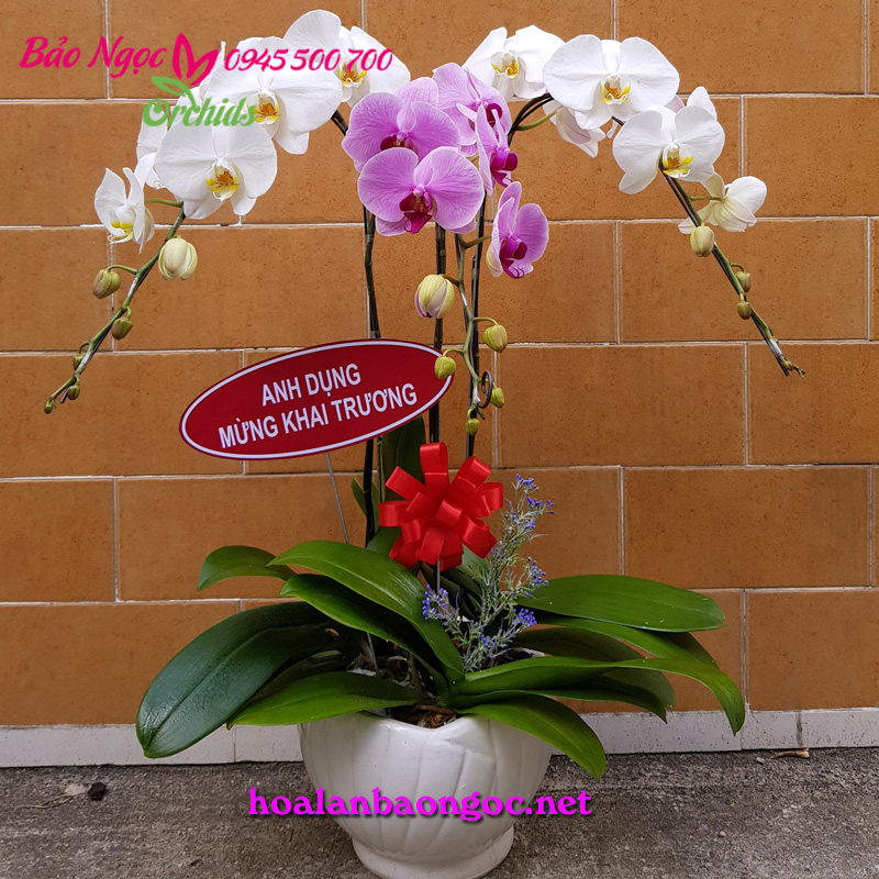 Shop hoa phong lan quận 4 Sài Gòn