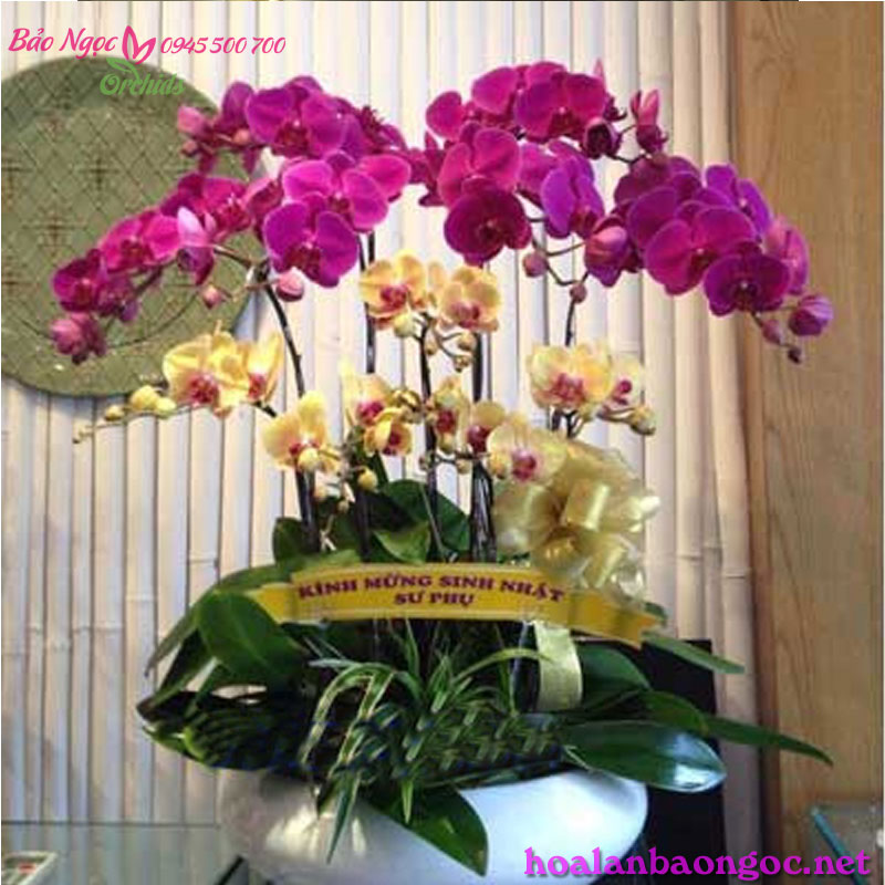 hoa lan ho diep dep trong chau 12 canh hds-1201