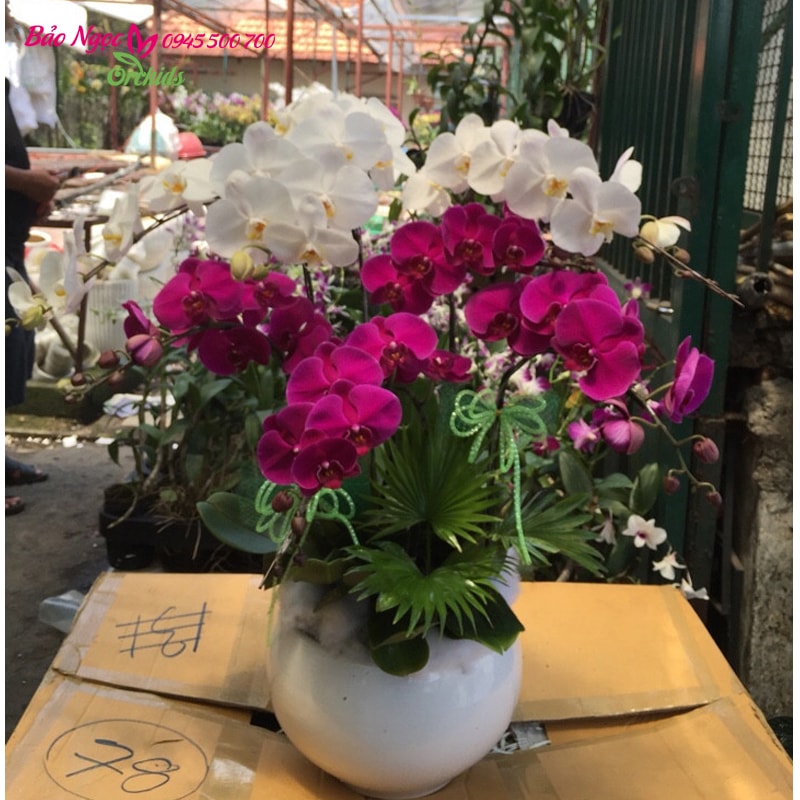 chau lan ho diep 7 canh da sac hds-0703