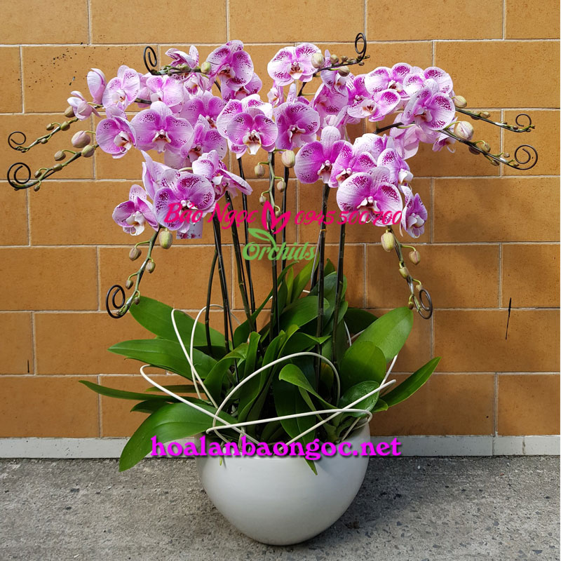 Chậu hoa phong lan tặng đến đài truyền hình HTV tại Tp. Hồ Chí Minh