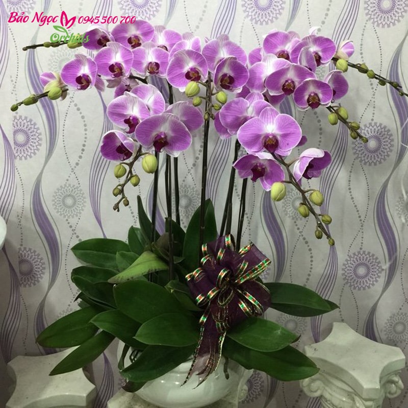 chậu hoa lan văn phòng đẹp giá rẻ 7 cành HDD-0702. Hoa đẹp bông to cành dài. màu sắc tươi tắn khỏe mạnh