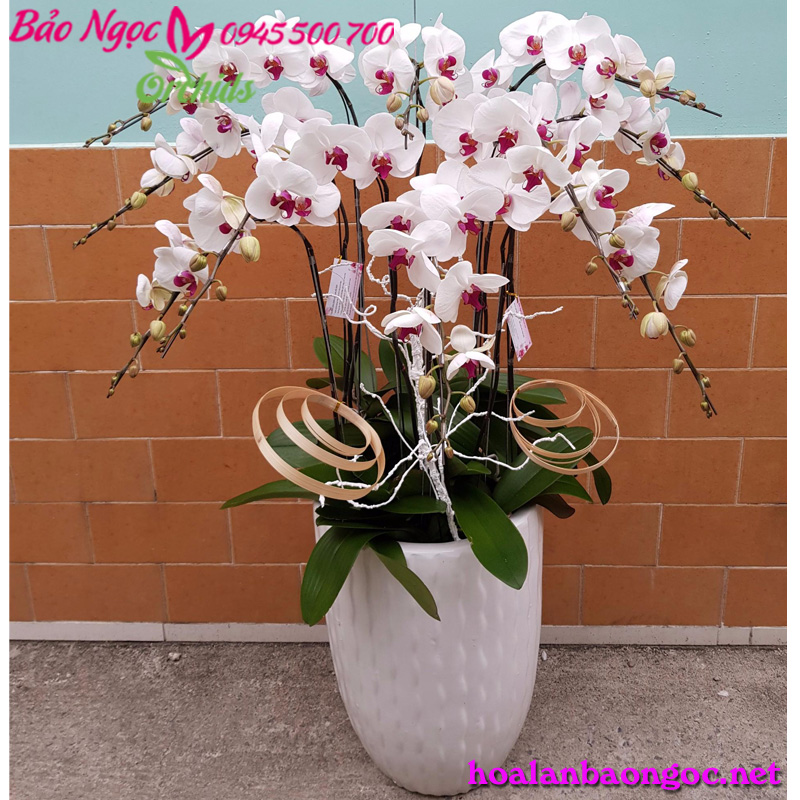 Chậu lan hồ điệp trắng nhụy đỏ mừng sinh nhật
