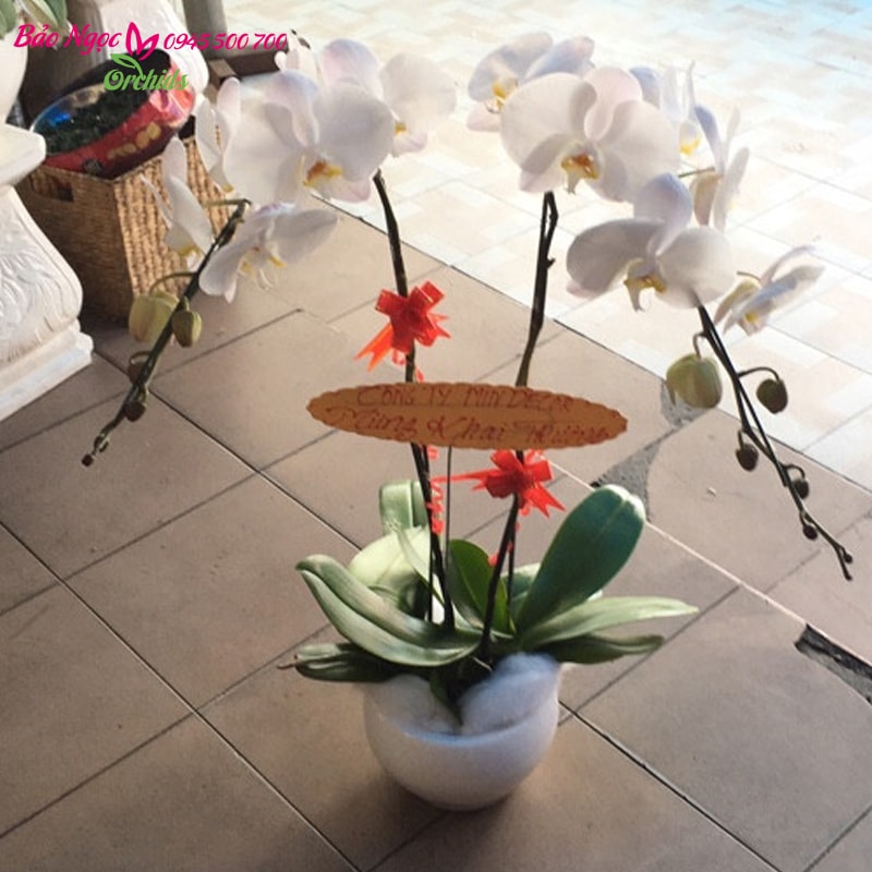 Chậu lan hồ điệp trắng 2 cành được thiết kế bởi Hoa Lan Bảo Ngọc - lan hồ điệp ttắng được nhập từ Đài Loan, hoa đang nở và còn nụ,  bông hoa to lâu tàn, lá xanh. Miễn phí chậu sứ, trang trí và giao hàng miễn phí tận nơi Sài Gòn, Hà Nội
