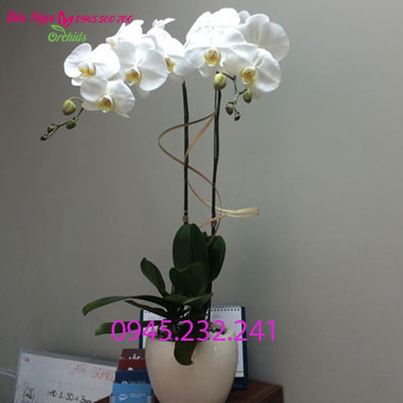 Chậu lan hồ điệp trắng 2 cành được thiết kế bởi Hoa Lan Bảo Ngọc - lan hồ điệp ttắng được nhập từ Đài Loan, hoa đang nở và còn nụ,  bông hoa to lâu tàn, lá xanh. Miễn phí chậu, trang trí và giao hàng tại Sài Gòn, Hà Nội, Biên Hòa, Bình Dương