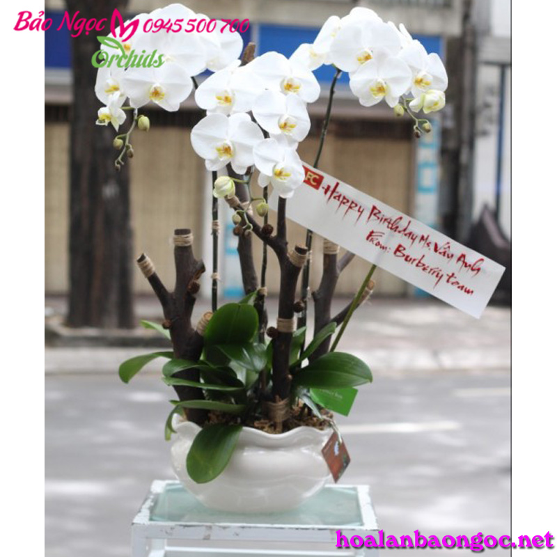 Chậu lan hồ điệp trắng