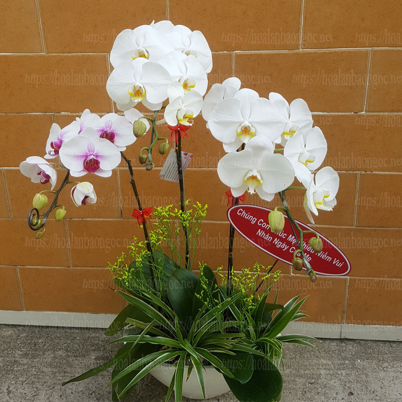 Chậu hoa lan chúc mừng ngày của mẹ 12/5/2019