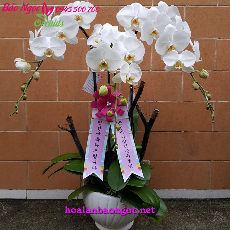 Chậu hoa lan trắng phong cách Hàn Quôc