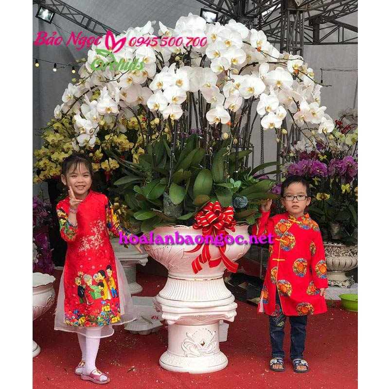 Chậu hoa lan Tết