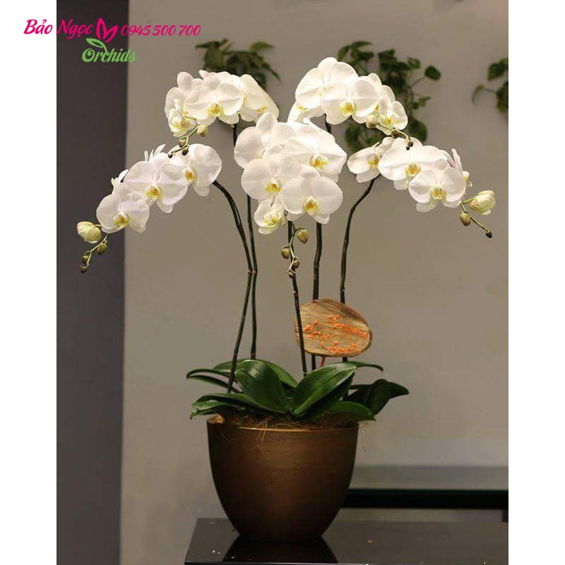 chậu lan hồ điệp 5 cành trắng tinh khôi