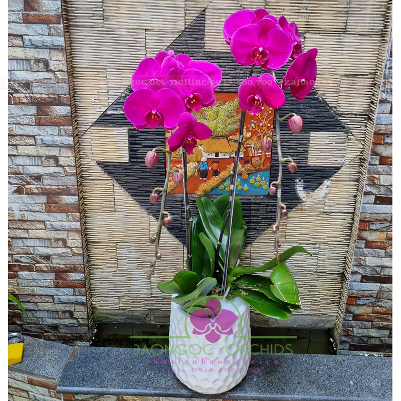 Phong lan hồ điệp tím mừng ngày Nhà Giáo Việt Nam HDD-0217