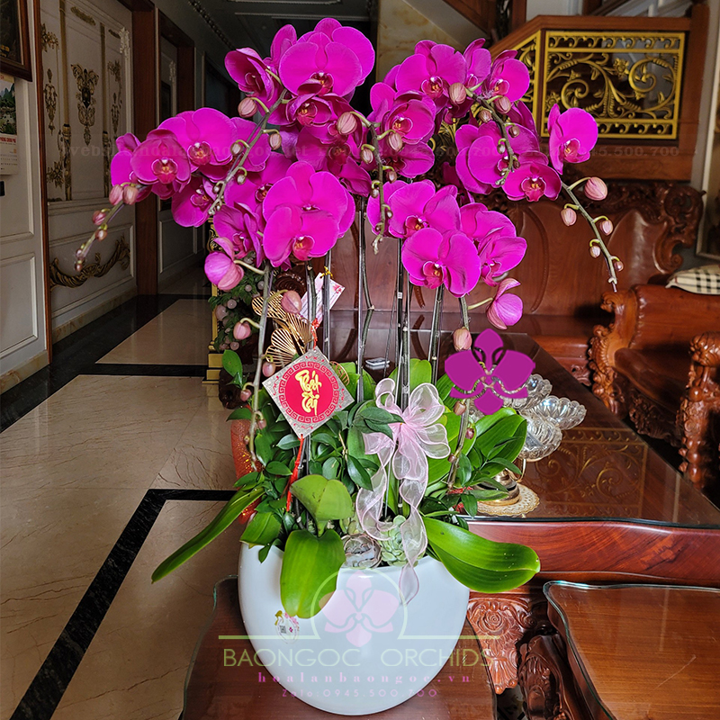 Chậu lan hồ điệp tím 7 cành mừng sinh nhật HDD-0705