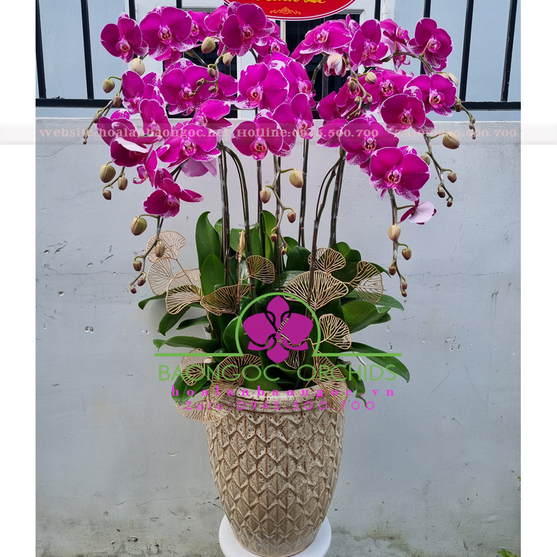 Hoa lan văn phòng HDD-0903