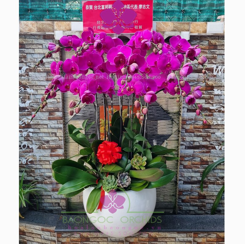 Chậu lan hồ điệp tím chúc mừng khai trương HDD-1065