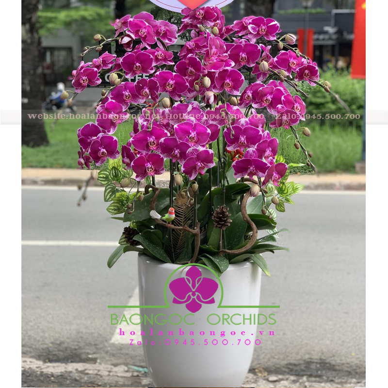 Lan hồ điệp tím ghép chậu 15 cành HDD-1501