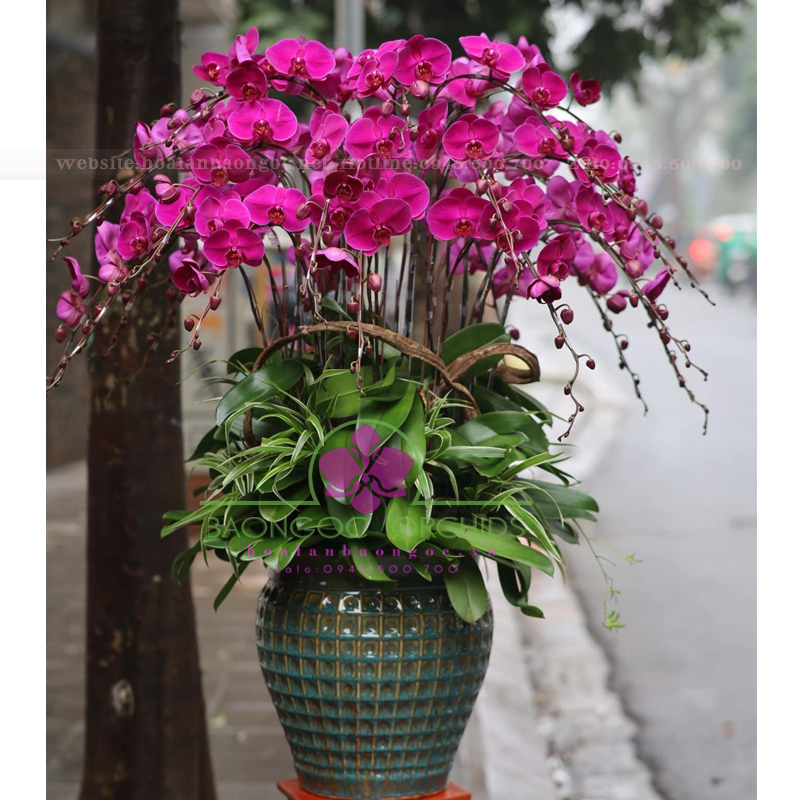 Chậu lan hồ điệp tím trang trí Đại Sãnh HDD-3001