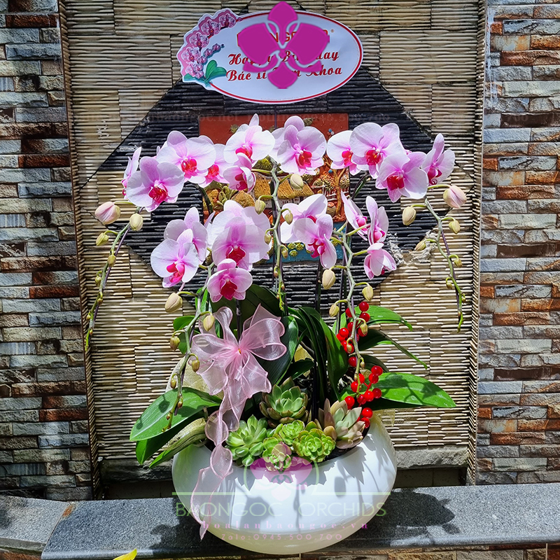 Lan hồ điệp trắng nhụy đỏ HDH-0522