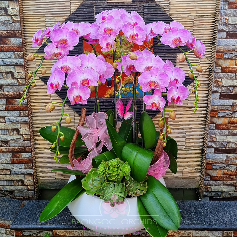 Chậu hoa phong lan hồ điệp sinh nhật HDH-0530A