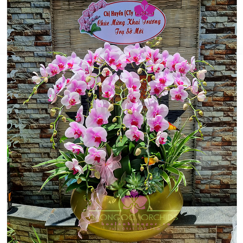 Chậu lan hồ điệp hồng mừng khai trương HDH-0913A