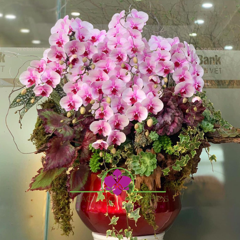 Chậu lan hồ điệp hồng mừng sinh nhật sếp HDH-1208