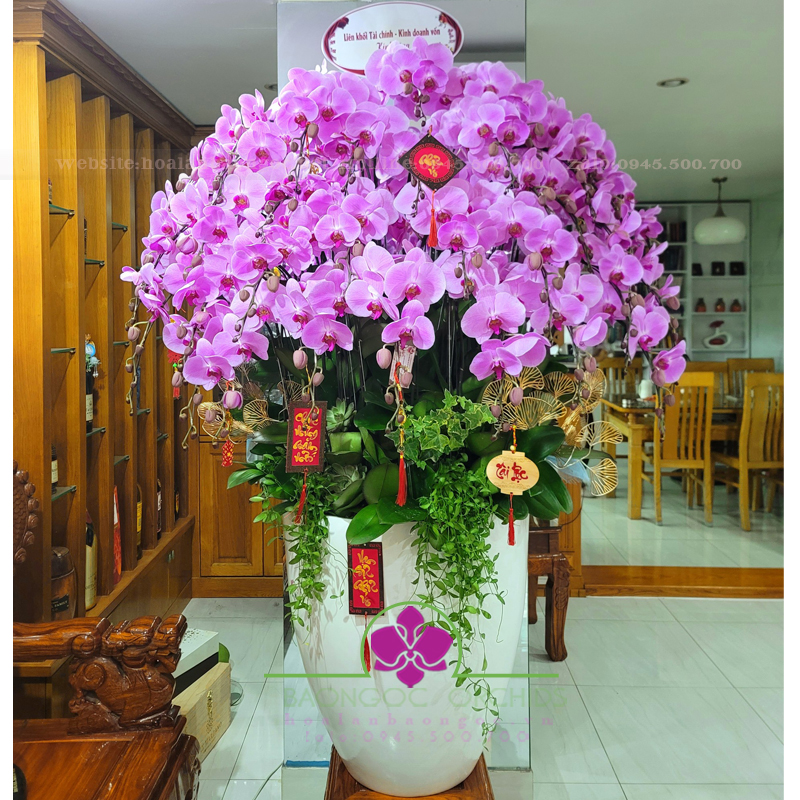 Chậu hoa phong lan hồng đón Tết HDH-3904A
