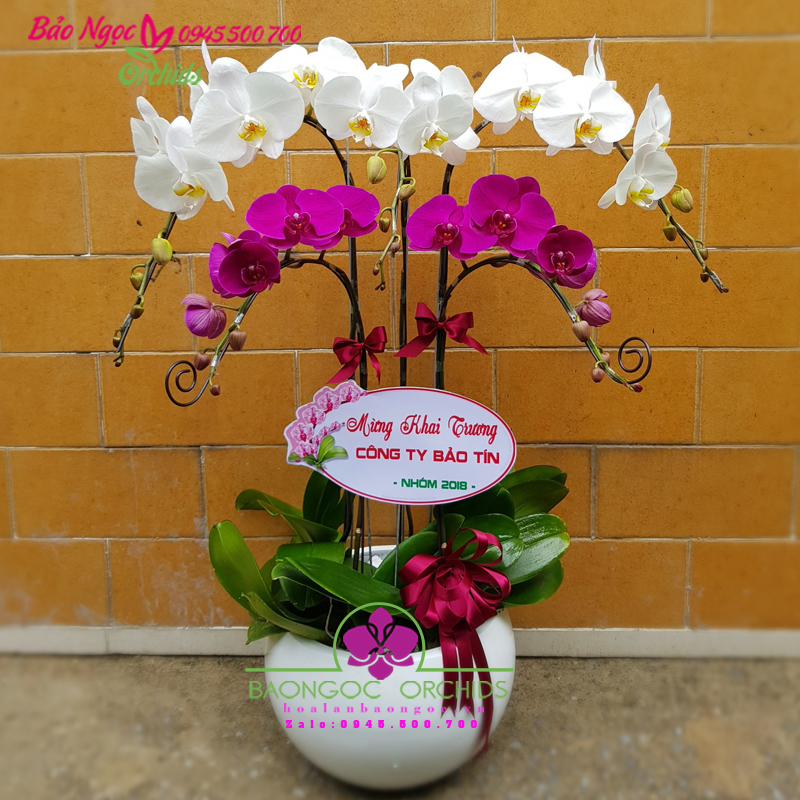 Đa sắc 5 cành HDS-0501