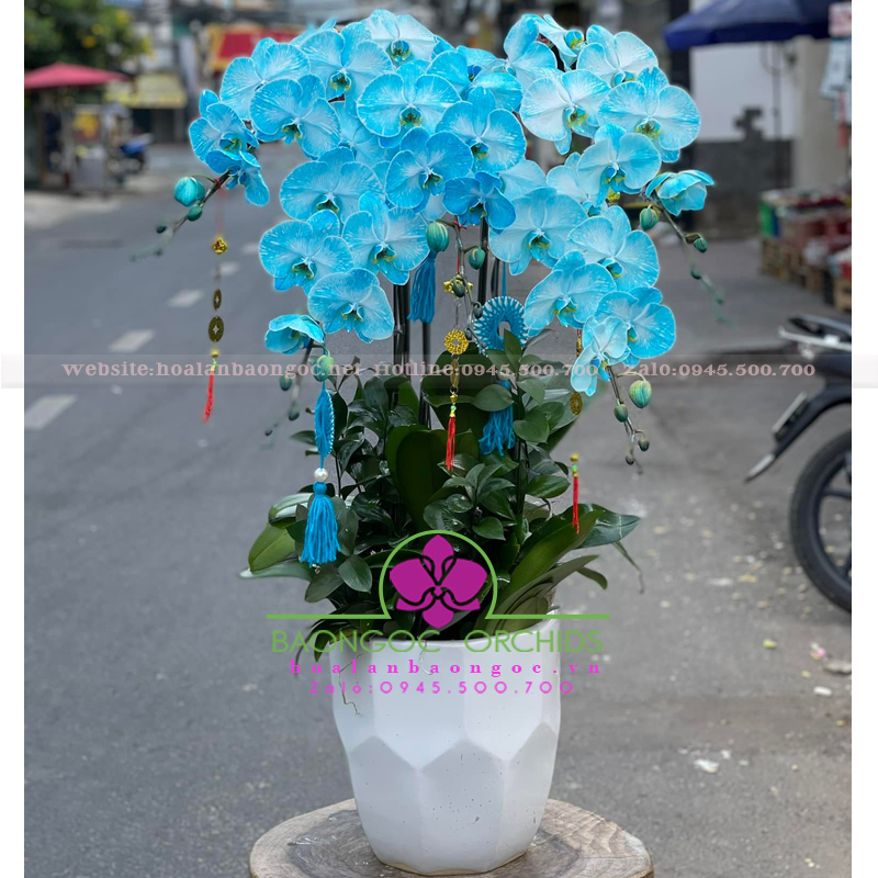 Hoa lan hồ điệp nhuộm màu nhập khẩu HDS-0515