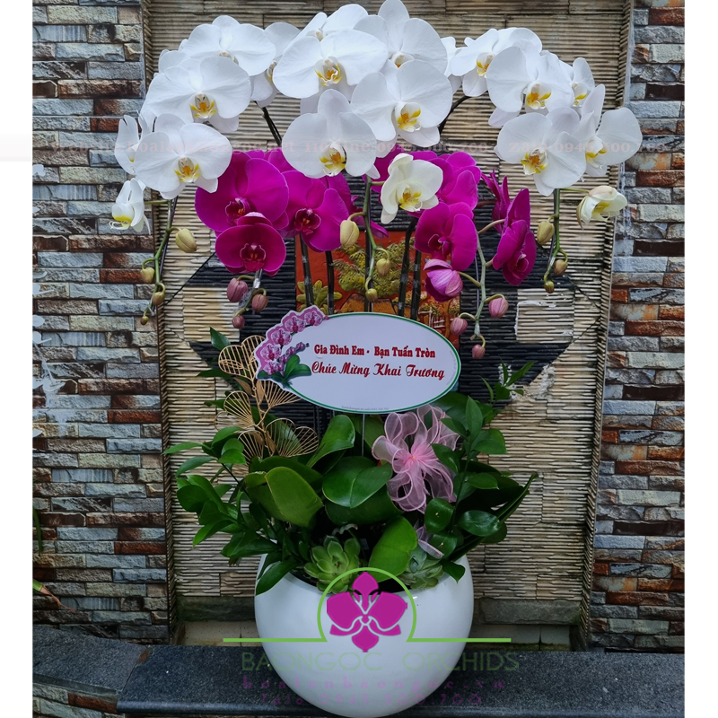 Lan hồ điệp khai trương HDS-0516A