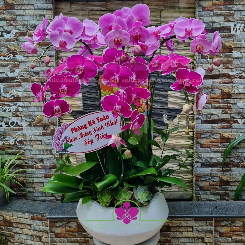 Chậu lan hồ điệp khai trương HDS-0610