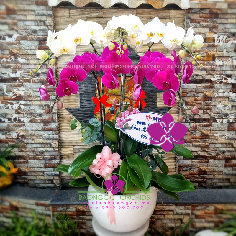 Chậu lan hồ điệp trắng tím HDS-0612