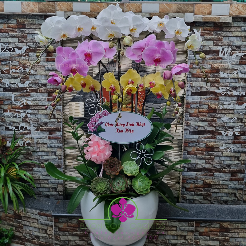 Lan hồ điệp trang trí văn phòng HDS-0816