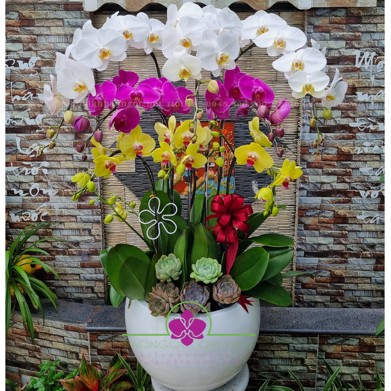 Hoa phong lan hồ điệp khai trương HDS-0822A