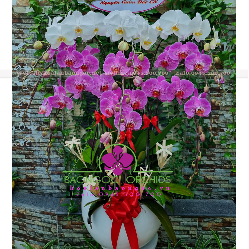 Đa sắc 9 cành HDS-0905