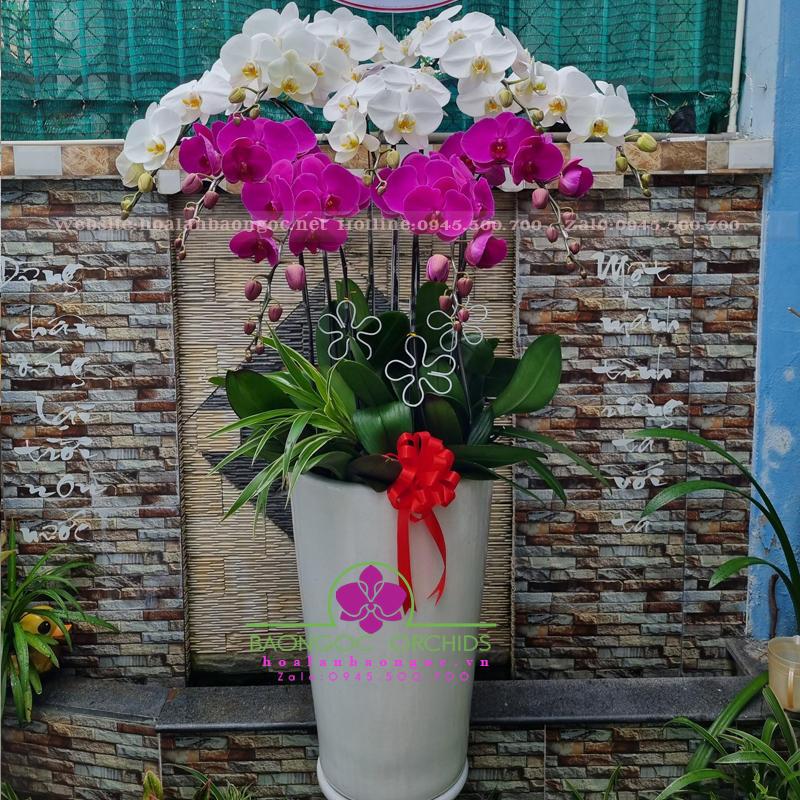 Lan hồ điệp mừng Tân Gia HDS-09196