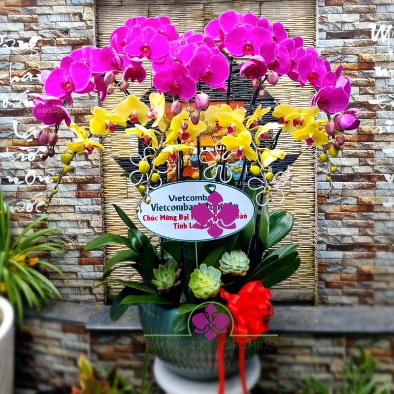 Hoa lan hồ điệp khai trương HDS-0927