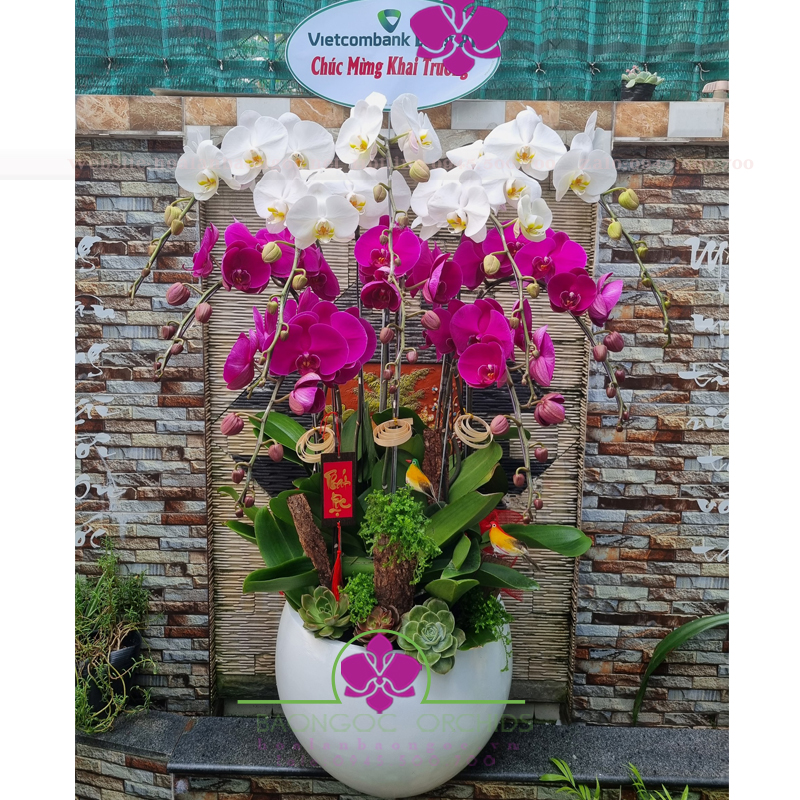 Chậu hoa lan đẹp trắng tím HDS-1023