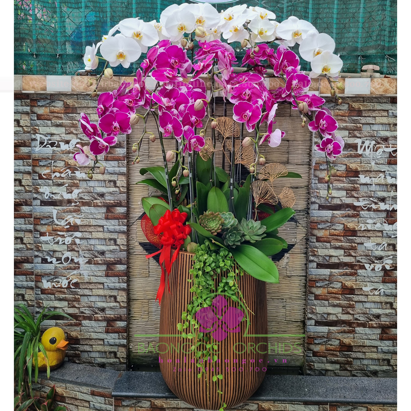 Hoa phong lan chúc mừng khai trương HDS-1028