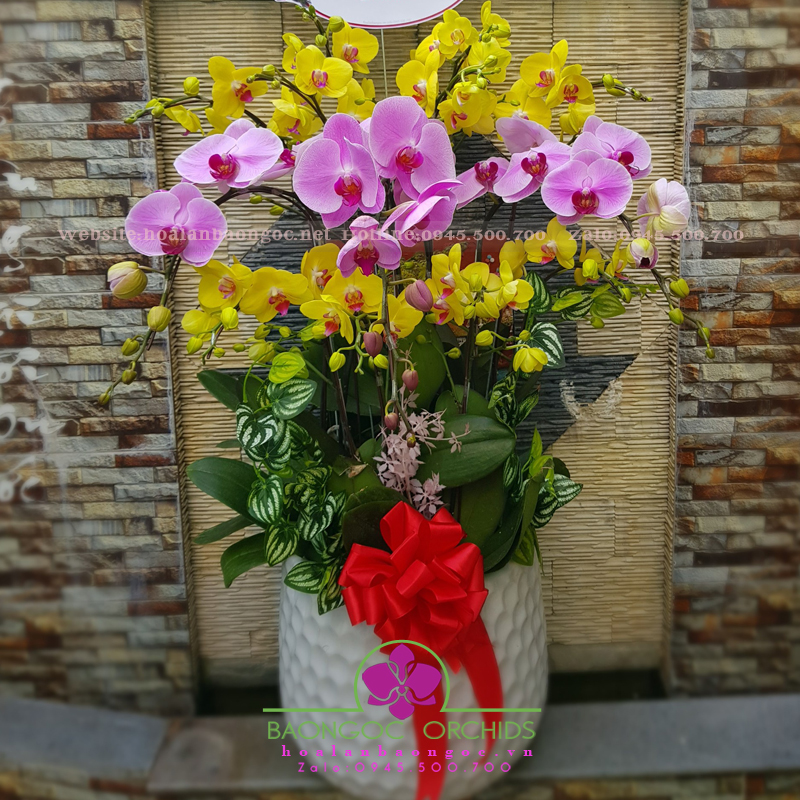 Hồ điệp hồng 12 cành HDS-1206