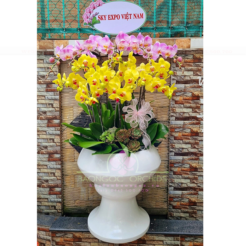 Chậu hoa lan hồ điệp tặng sinh nhật HDS-1215