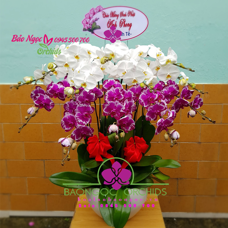 Lan hồ điệp Đài Loan 15 cành HDS-1501