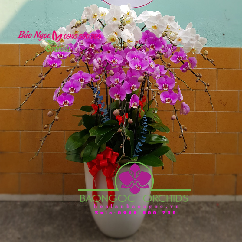 Chậu lan hồ điệp đẹp HDS-1504