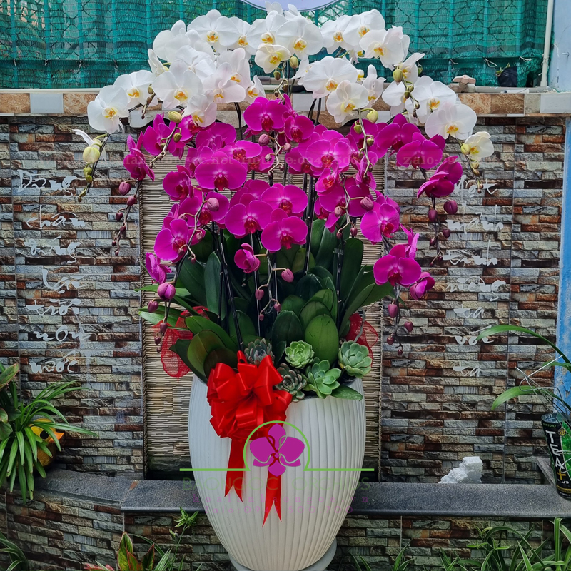 Quà tặng khai trương đẳng cấp HDS-1511