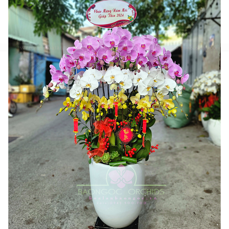 Chậu lan hồ điệp đa sắc 18 cành HDS-1810A