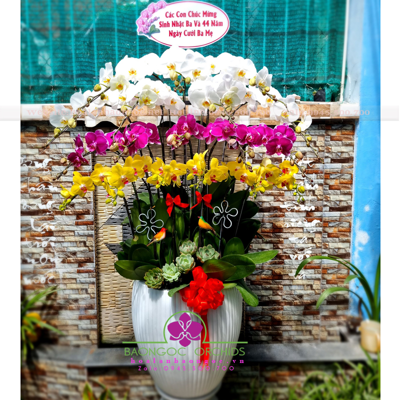 Chậu hoa lan chúc mừng ngày cưới ba mẹ HDS-1804