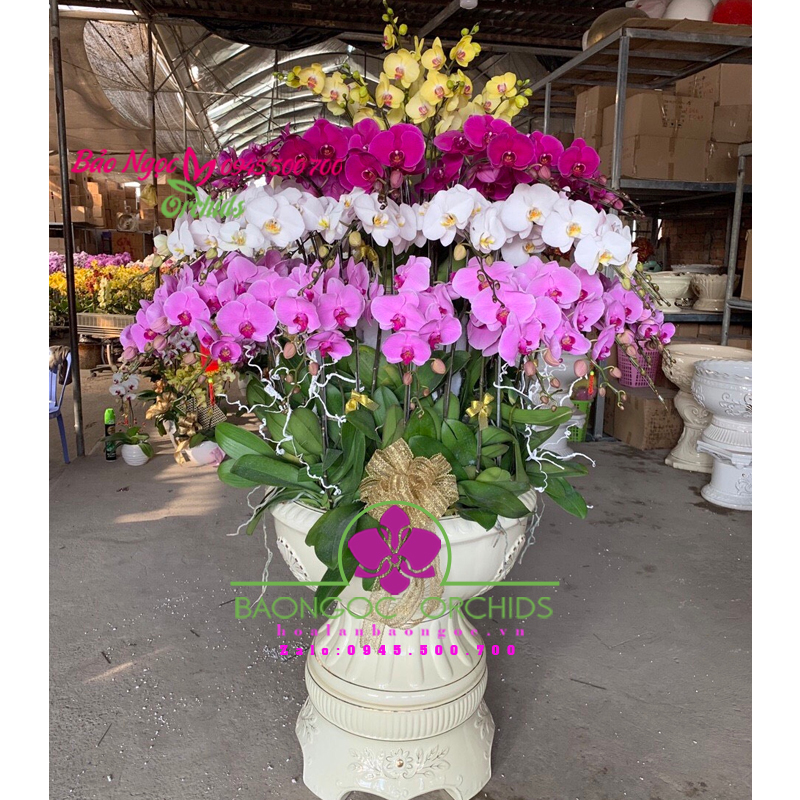 Chậu lan hồ điệp 68 cành đặt đại sảnh HDS-6802